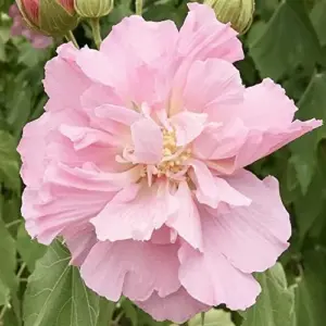 Hibiscus Seeds Confederate Rose Mutabilis Fragrant Exotic Heirloom Non-GMO 100Pcs for Planting