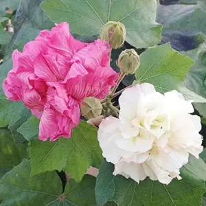Hibiscus Seeds Confederate Rose Mutabilis Fragrant Exotic Heirloom Non-GMO 100Pcs for Planting