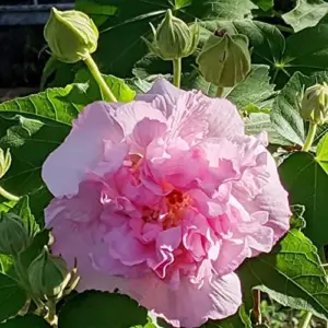 Hibiscus Seeds Confederate Rose Mutabilis Fragrant Exotic Heirloom Non-GMO 100Pcs for Planting