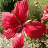 Hibiscus Seeds Large Showy Red Flowers for Outdoor Garden 15 Pcs