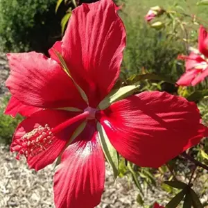 Hibiscus Seeds Large Showy Red Flowers for Outdoor Garden 15 Pcs