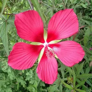 Hibiscus Seeds Large Showy Red Flowers for Outdoor Garden 15 Pcs
