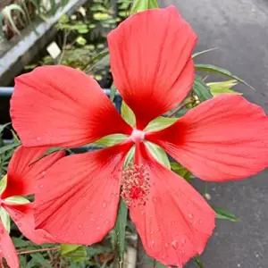 Hibiscus Seeds Large Showy Red Flowers for Outdoor Garden 15 Pcs