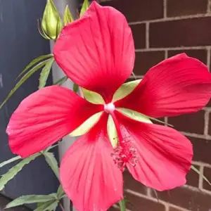 Hibiscus Seeds Large Showy Red Flowers for Outdoor Garden 15 Pcs