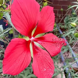 Hibiscus Seeds Large Showy Red Flowers for Outdoor Garden 15 Pcs