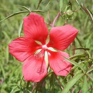Hibiscus Seeds Large Showy Red Flowers for Outdoor Garden 15 Pcs