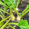 Horseradish Seeds 200 Count Perennial Vegetable GMO Free Outdoor Garden Containers