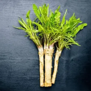 Horseradish Seeds 200 Count Perennial Vegetable GMO Free Outdoor Garden Containers