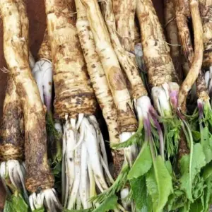 Horseradish Seeds 200 Count Perennial Vegetable GMO Free Outdoor Garden Containers