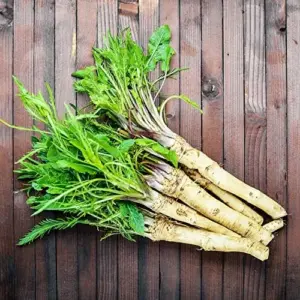 Horseradish Seeds 200 Count Perennial Vegetable GMO Free Outdoor Garden Containers