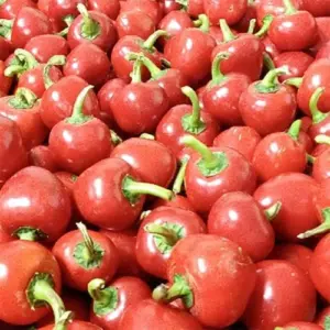 Hot Chili Pepper Seeds Fast-Growing GMO Free Outdoor Vegetable Garden 100 Count Green Red
