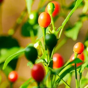 Hot Chili Pepper Seeds Fast-Growing GMO Free Outdoor Vegetable Garden 100 Count Green Red