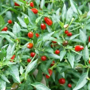 Hot Chili Pepper Seeds Fast-Growing GMO Free Outdoor Vegetable Garden 100 Count Green Red