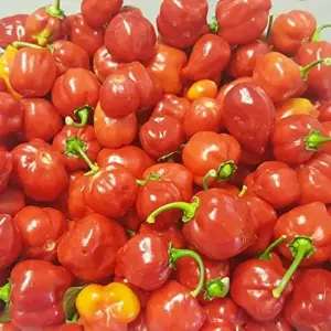 Hot Chili Pepper Seeds Fast-Growing GMO Free Outdoor Vegetable Garden 100 Count Green Red