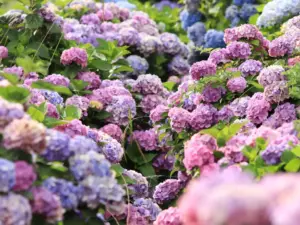 How to Care for Endless Summer Hydrangeas to Enjoy Their Long Blooming Season