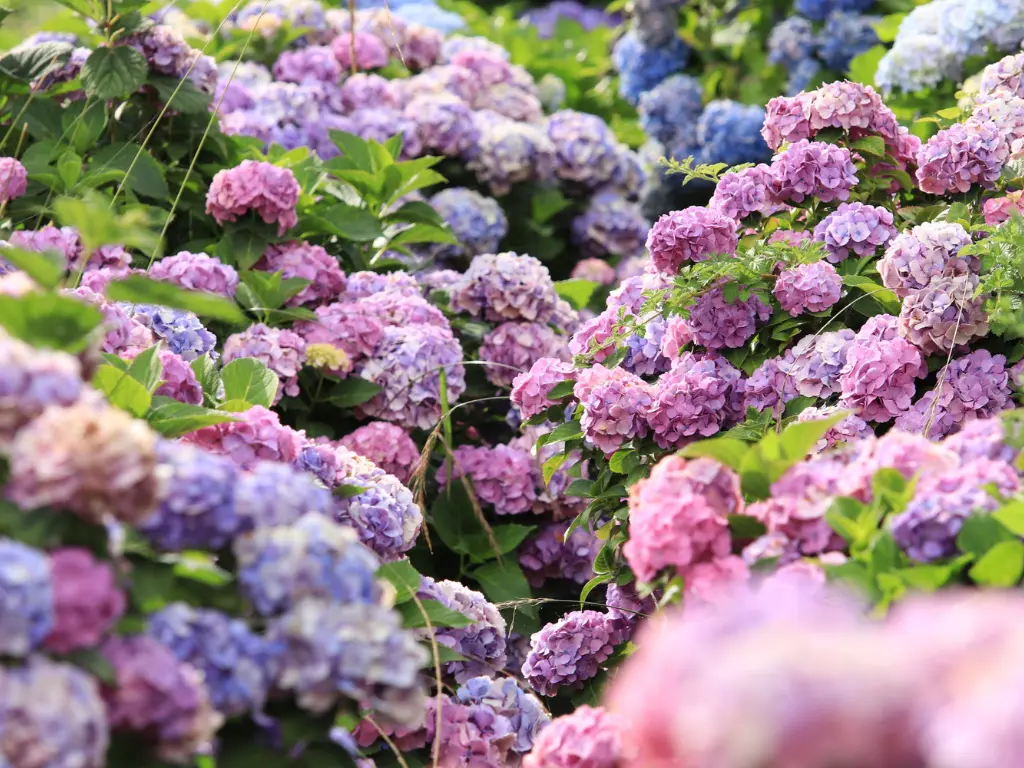 How to Care for Endless Summer Hydrangeas to Enjoy Their Long Blooming Season
