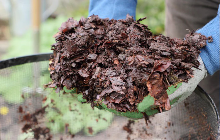 How to Make Leaf Mold to Boost Plant Health