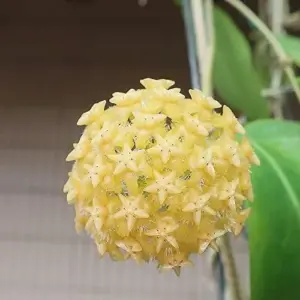 Hoya Carnosa Seeds Wax Plant - 100 Pcs Flower Seeds for Attractive Waxy Foliage & Fragrant Star-Shaped Flowers - Low-Maintenance Houseplant for Hanging Baskets