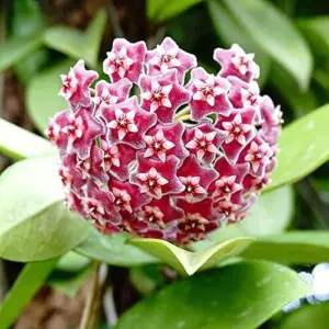 Hoya Carnosa Seeds Wax Plant - 100 Pcs Flower Seeds for Attractive Waxy Foliage & Fragrant Star-Shaped Flowers - Low-Maintenance Houseplant for Hanging Baskets