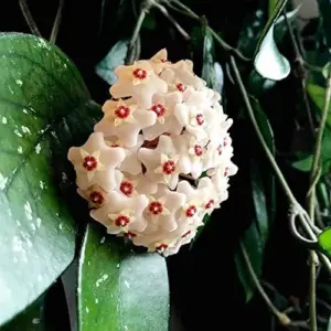 Hoya Carnosa Seeds Wax Plant - 100 Pcs Flower Seeds for Attractive Waxy Foliage & Fragrant Star-Shaped Flowers - Low-Maintenance Houseplant for Hanging Baskets