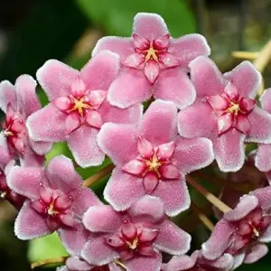 Hoya Carnosa Seeds Wax Plant - 100 Pcs Flower Seeds for Attractive Waxy Foliage & Fragrant Star-Shaped Flowers - Low-Maintenance Houseplant for Hanging Baskets