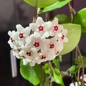 Hoya Carnosa Seeds Wax Plant - 100 Pcs Flower Seeds for Attractive Waxy Foliage & Fragrant Star-Shaped Flowers - Low-Maintenance Houseplant for Hanging Baskets