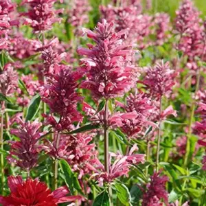Hummingbird Mint Seeds 60Pcs Red Fragrant Deer Resistant Flower Seeds for Outdoor Rock Garden & Beds Attracts Hummingbirds