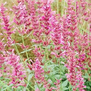 Hummingbird Mint Seeds 60Pcs Red Fragrant Deer Resistant Flower Seeds for Outdoor Rock Garden & Beds Attracts Hummingbirds