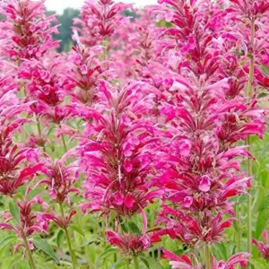 Hummingbird Mint Seeds 60Pcs Red Fragrant Deer Resistant Flower Seeds for Outdoor Rock Garden & Beds Attracts Hummingbirds