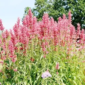 Hummingbird Mint Seeds 60Pcs Red Fragrant Deer Resistant Flower Seeds for Outdoor Rock Garden & Beds Attracts Hummingbirds