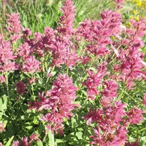 Hummingbird Mint Seeds 60Pcs Red Fragrant Deer Resistant Flower Seeds for Outdoor Rock Garden & Beds Attracts Hummingbirds