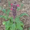Hummingbird Sage Seeds Perennial Flower Seeds Pink 10 Count Low Maintenance Fragrant Deer Drought Resistant Outdoor