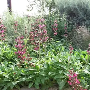Hummingbird Sage Seeds Perennial Flower Seeds Pink 10 Count Low Maintenance Fragrant Deer Drought Resistant Outdoor