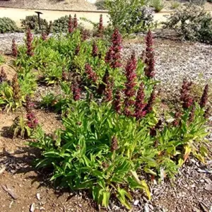Hummingbird Sage Seeds Perennial Flower Seeds Pink 10 Count Low Maintenance Fragrant Deer Drought Resistant Outdoor