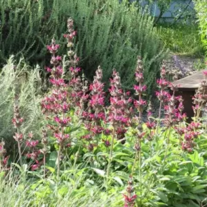 Hummingbird Sage Seeds Perennial Flower Seeds Pink 10 Count Low Maintenance Fragrant Deer Drought Resistant Outdoor
