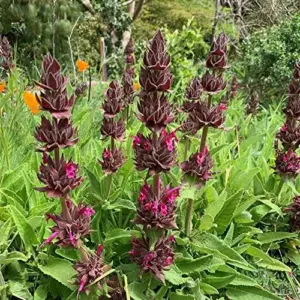Hummingbird Sage Seeds Perennial Flower Seeds Pink 10 Count Low Maintenance Fragrant Deer Drought Resistant Outdoor