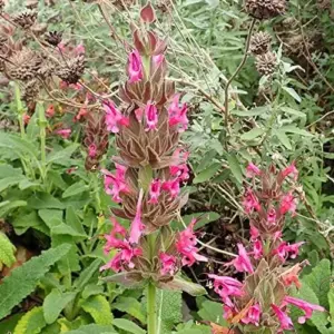 Hummingbird Sage Seeds Perennial Flower Seeds Pink 10 Count Low Maintenance Fragrant Deer Drought Resistant Outdoor