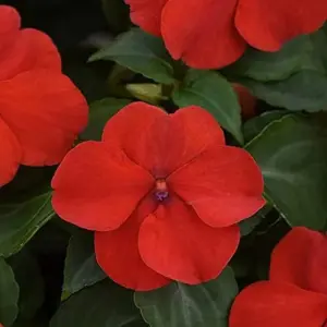 Impatiens Flower Seeds - Touch-Me-Not Balsams for Pollinators - 200 Pcs Purple Pink Red Outdoor Garden Beds Borders