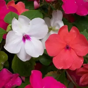 Impatiens Flower Seeds - Touch-Me-Not Balsams for Pollinators - 200 Pcs Purple Pink Red Outdoor Garden Beds Borders