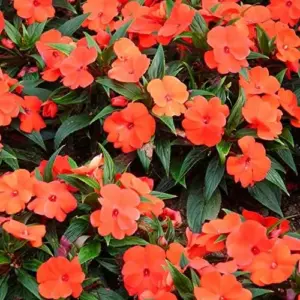 Impatiens Flower Seeds - Touch-Me-Not Balsams for Pollinators - 200 Pcs Purple Pink Red Outdoor Garden Beds Borders