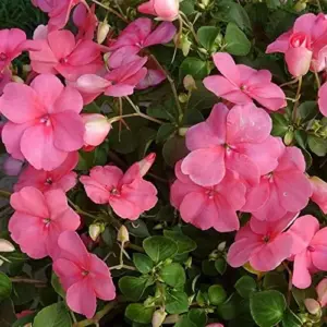 Impatiens Flower Seeds - Touch-Me-Not Balsams for Pollinators - 200 Pcs Purple Pink Red Outdoor Garden Beds Borders