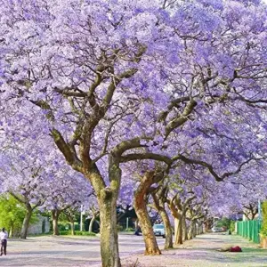Jacaranda Mimosifolia Seeds, 30Pcs Blue Ornamental Tree Seeds, Drought Tolerant, Low-Maintenance