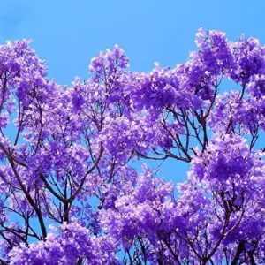 Jacaranda Mimosifolia Seeds, 30Pcs Blue Ornamental Tree Seeds, Drought Tolerant, Low-Maintenance