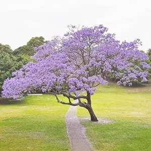 Jacaranda Mimosifolia Seeds, 30Pcs Blue Ornamental Tree Seeds, Drought Tolerant, Low-Maintenance
