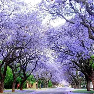 Jacaranda Mimosifolia Seeds, 30Pcs Blue Ornamental Tree Seeds, Drought Tolerant, Low-Maintenance