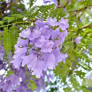Jacaranda Mimosifolia Seeds, 30Pcs Blue Ornamental Tree Seeds, Drought Tolerant, Low-Maintenance