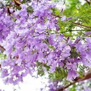 Jacaranda Mimosifolia Seeds, 30Pcs Blue Ornamental Tree Seeds, Drought Tolerant, Low-Maintenance