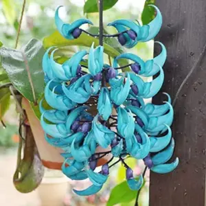 Jade Vine Seeds Strongylodon Macrobotrys Perennial Woody Vine for Showy Floral Arrangements, Beds & Borders, Outdoor, 20Pcs