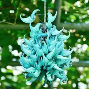 Jade Vine Seeds Strongylodon Macrobotrys Perennial Woody Vine for Showy Floral Arrangements, Beds & Borders, Outdoor, 20Pcs