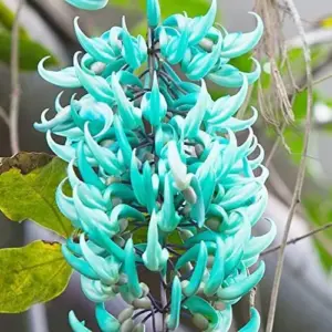 Jade Vine Seeds Strongylodon Macrobotrys Perennial Woody Vine for Showy Floral Arrangements, Beds & Borders, Outdoor, 20Pcs
